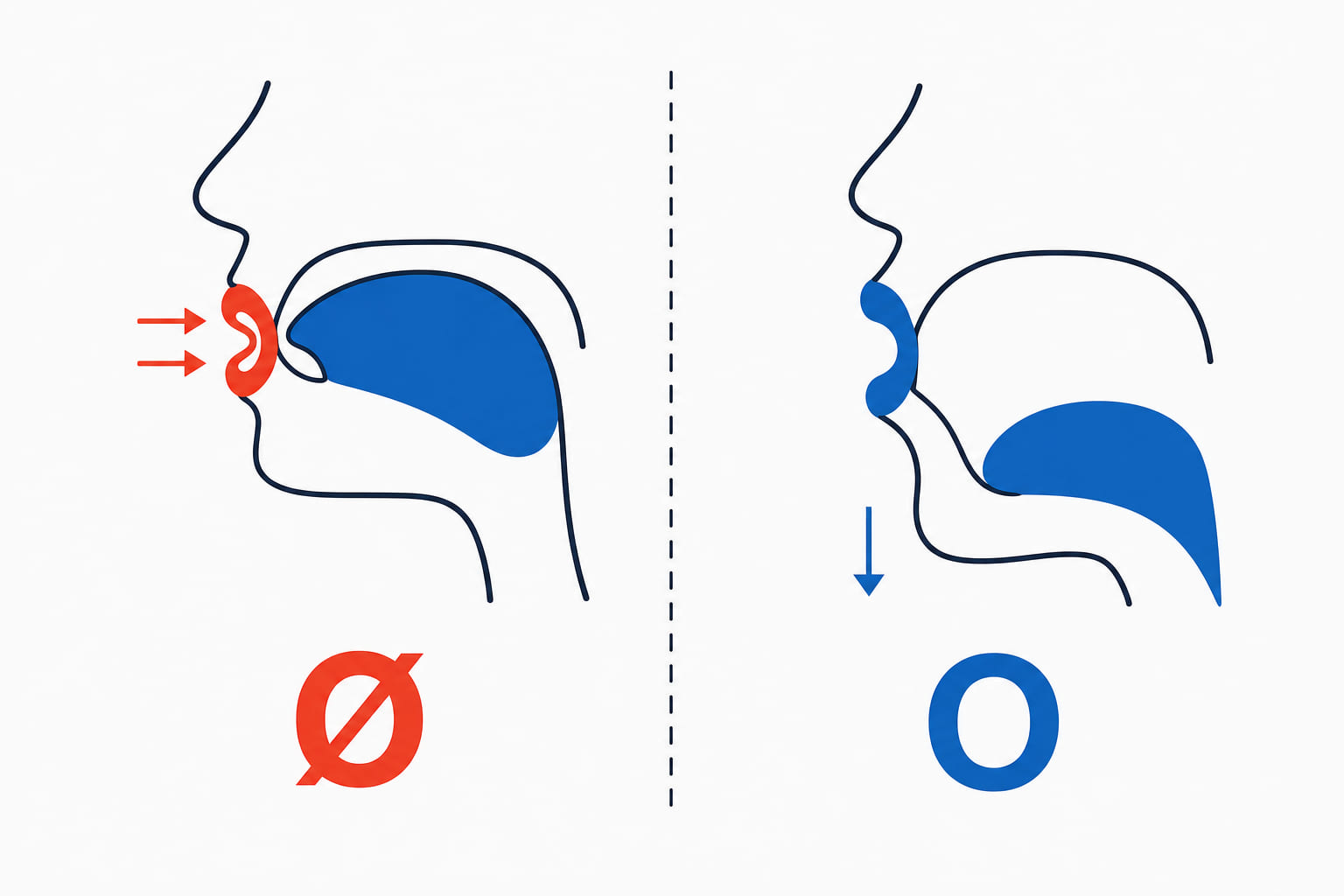 Two mouths in cross-section: for ø the lips push forward into a small tight circle with the jaw closed, for o they sit relaxed and further back with the jaw dropped.
