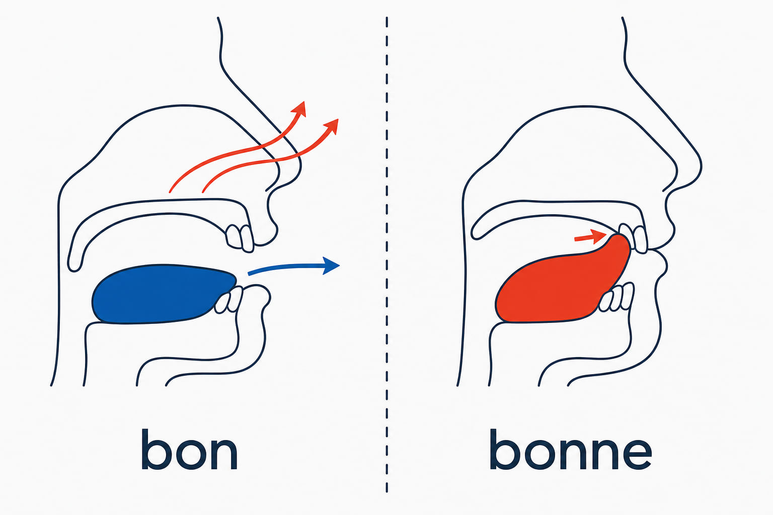 Two mouth cross-sections labelled bon and bonne - in bon the tongue stays flat and air passes out through the nose, in bonne the tongue tip closes against the ridge behind the teeth.