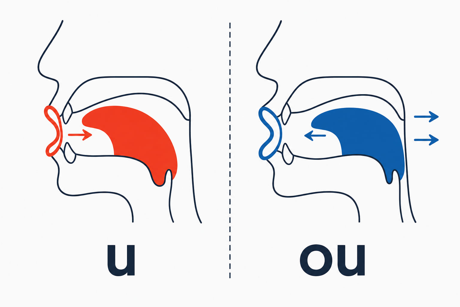 Two mouths in cross-section - for u the tongue is high and forward with the lips pulled into a tight circle, for ou the tongue is pulled back with the lips pushed out.