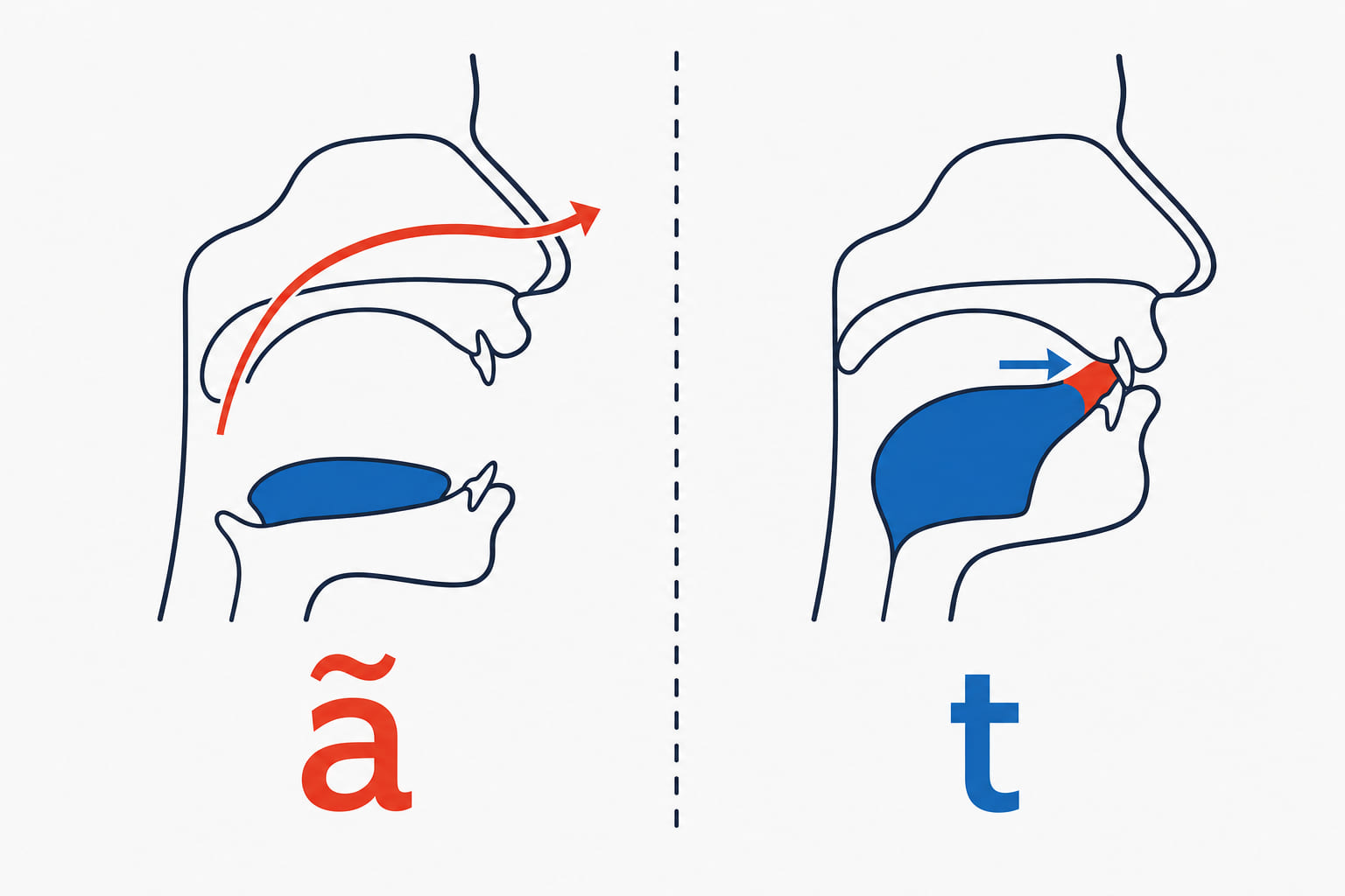 Two mouth diagrams side by side: the French version ending with an open nasal vowel and the tongue flat, the English version ending with the tongue raised for a T.