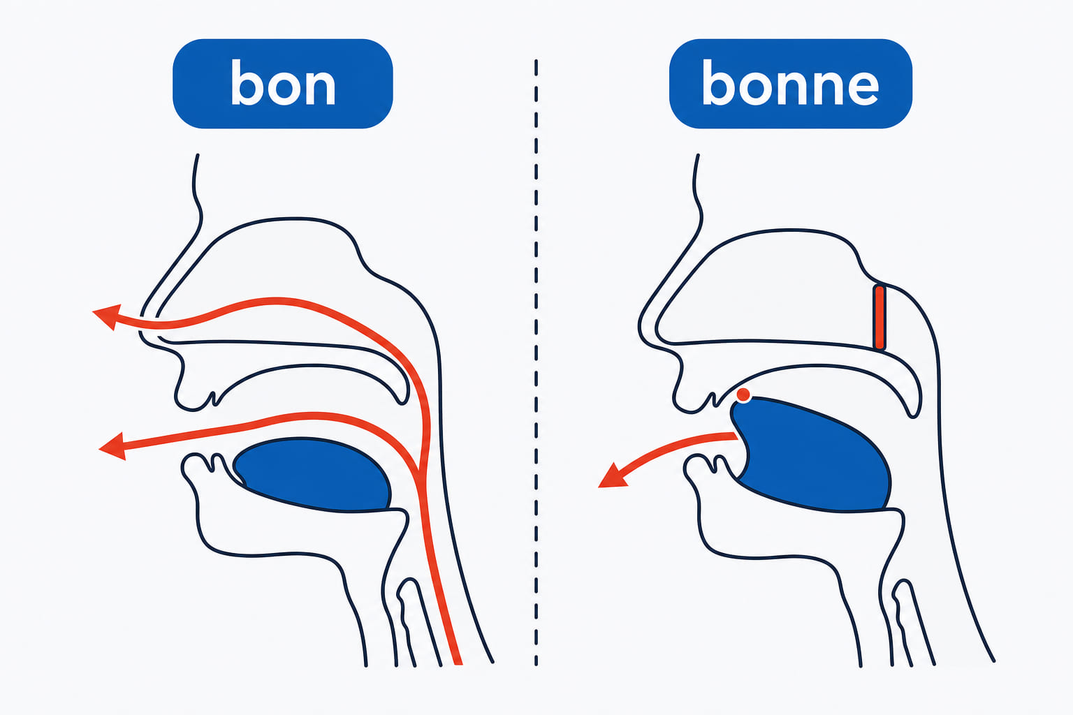 Airflow diagram: bon sends air out through the nose with the tongue down, bonne keeps air in the mouth with the tongue touching the roof.