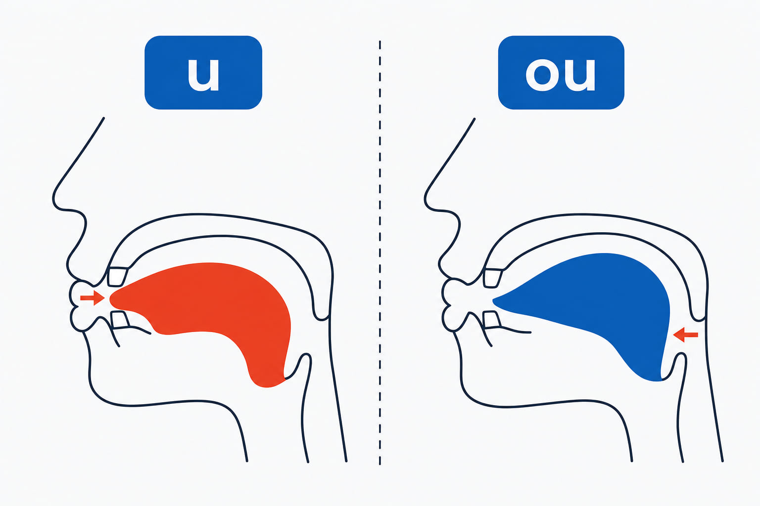 Two mouth cross-sections side by side: for u the tongue stays forward, for ou it pulls back, with identical rounded lips.