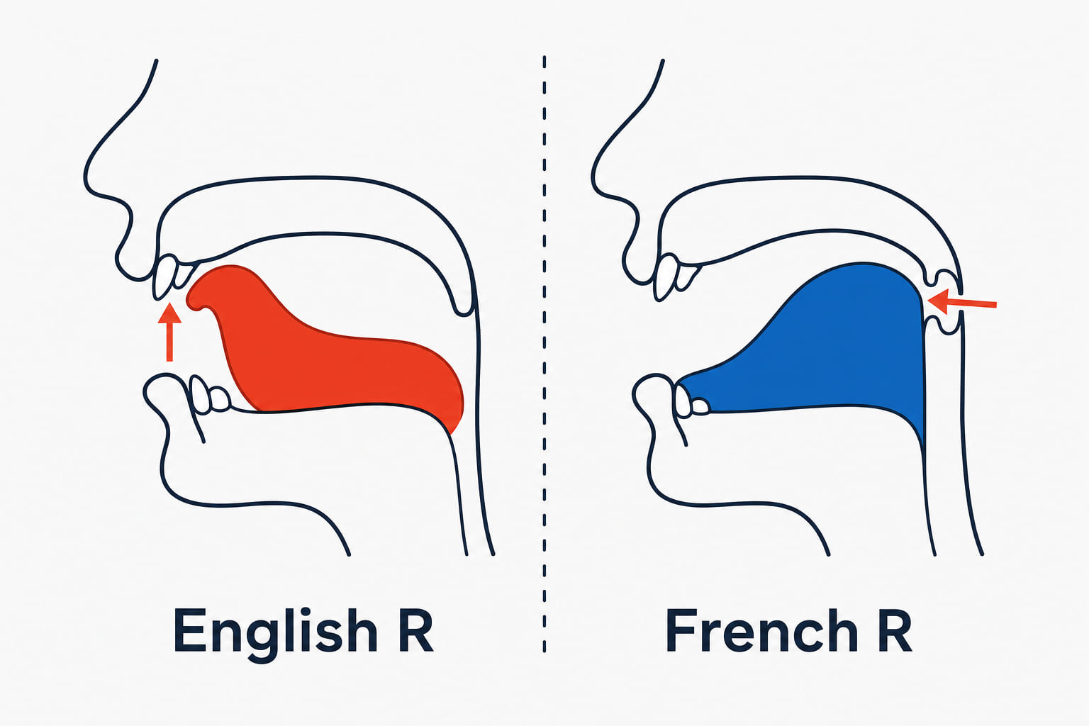 Two mouth cross-sections - for the English R the tongue tip curls up behind the ridge at the front, for the French R the tip rests behind the lower teeth while the back of the tongue rises toward the uvula.